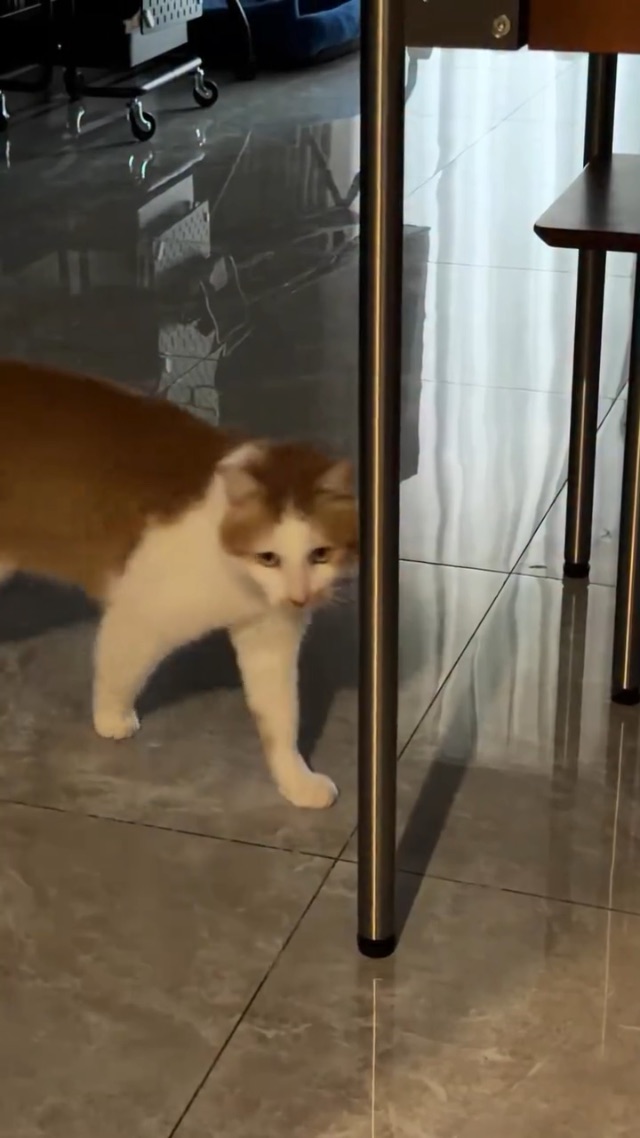 🐱