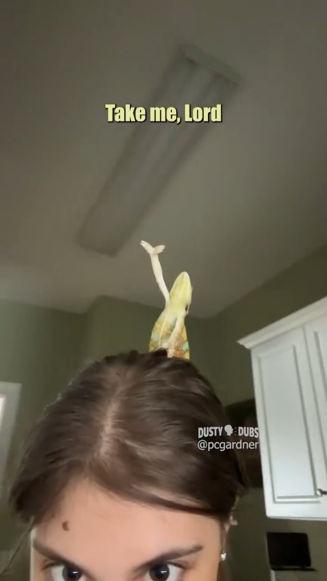 🦎