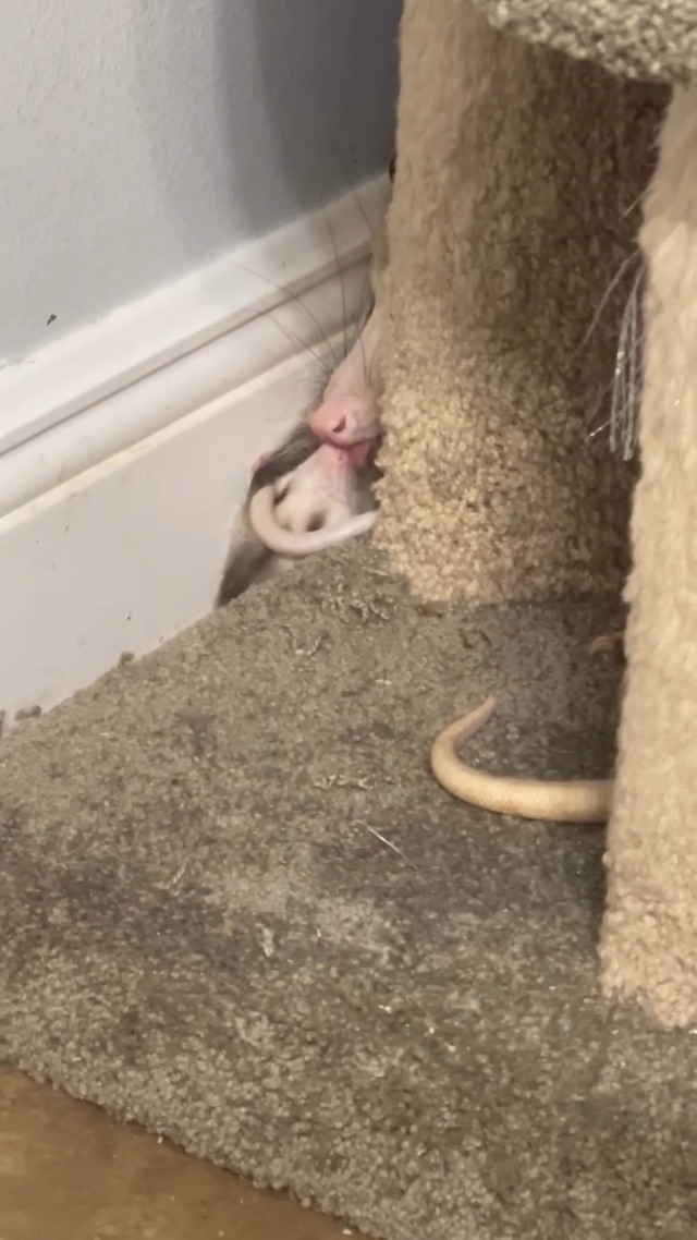 Opossum kisses
