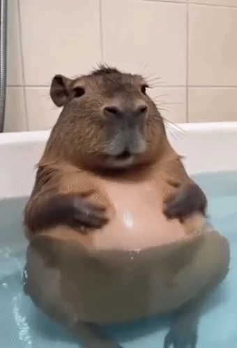 Capybara full