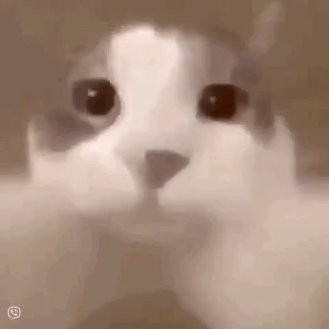 Cat kiss