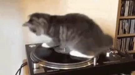 Cat spin