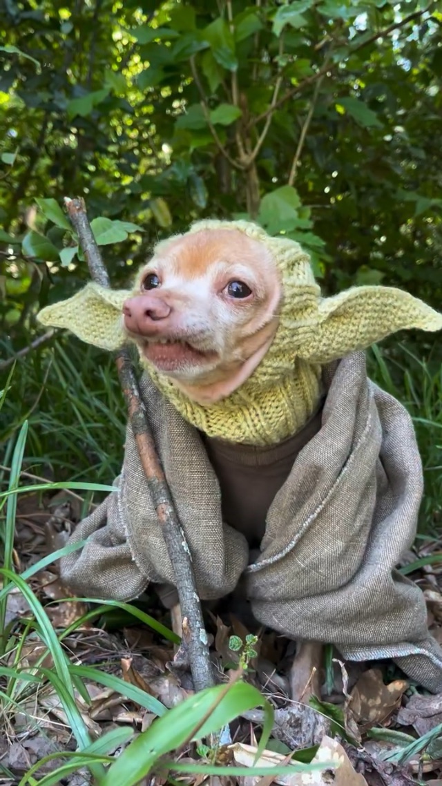 Dog Yoda