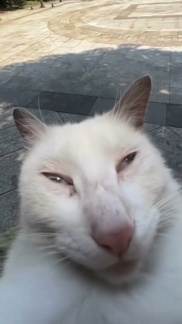 🐱