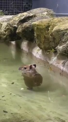 Capybara walking