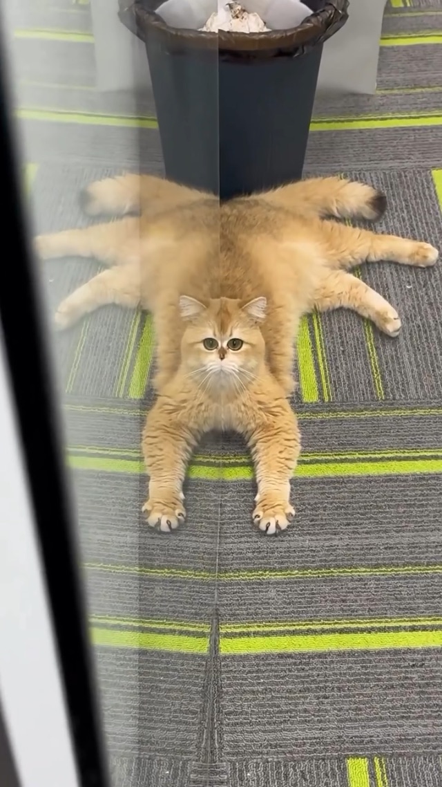 Spider cat